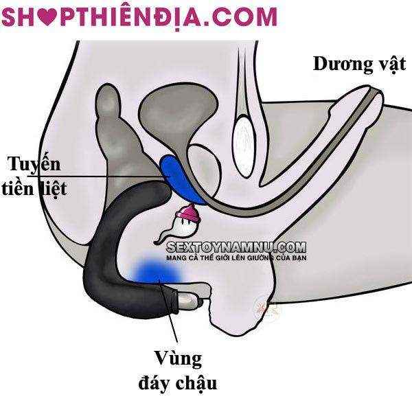 Kích thích hậu môn Anal Stimulator
