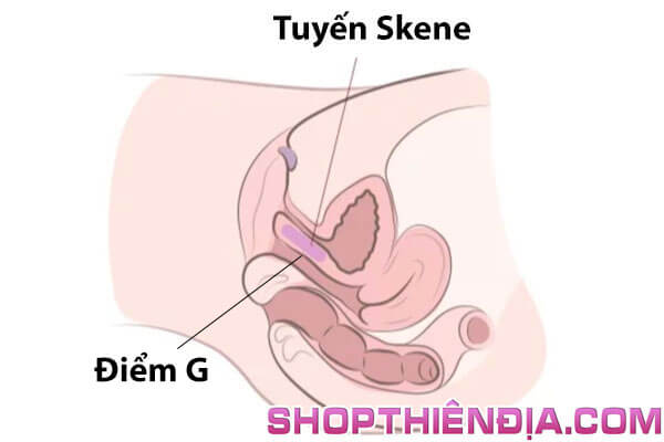 Vị trí điểm G và tuyến Skene của phụ nữ